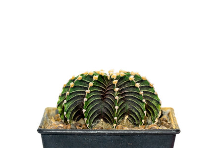 Image of cactus. Small decorative plant. Front view.