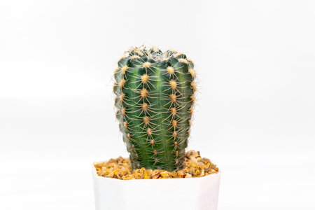 Image of cactus. Small decorative plant. Front view.の写真素材