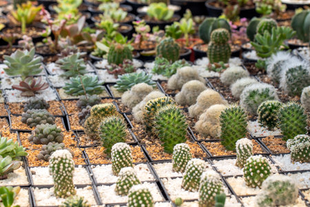 Group of cactus in a pot in the garden. Small decorative plant.