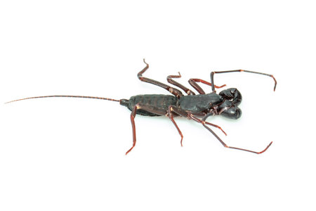 Image of whip scorpion