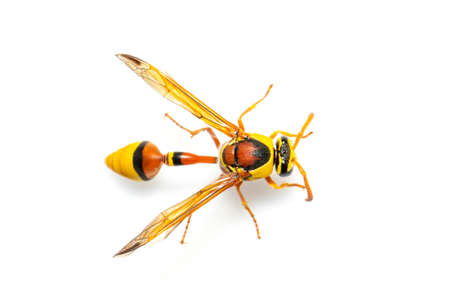 Image of black back mud-wasp