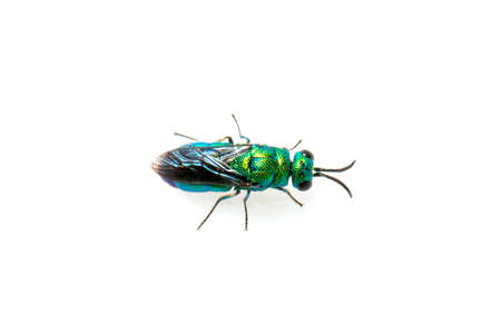 Image of metallic cuckoo wasp(Chrysididae)の写真素材