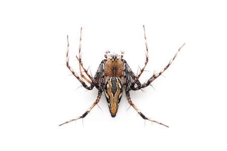 Image of brown lynx spiders