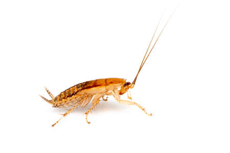 Image of brown forest cockroach