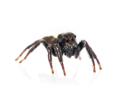 Image of biting jumping spider (Opisthoncus mordax)の写真素材