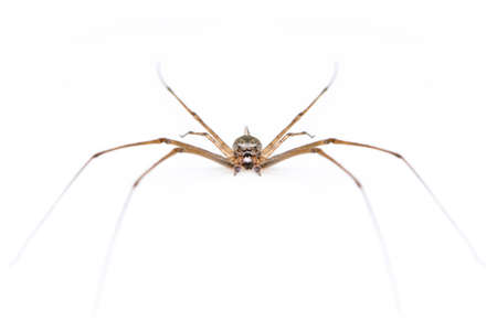 Image of two tailed Spider(Hersilia sp.) isolated on white background. Animal. Insect.
