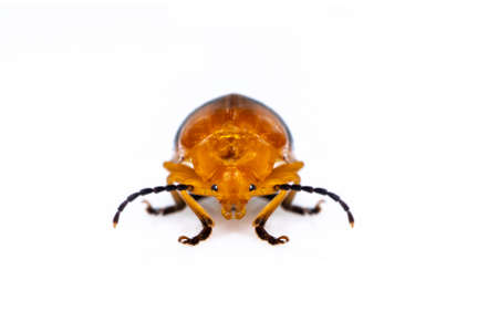 Image of Twin-spotted Beetle (Oides andreweisi)  isolated on white background. Animal. Insect.