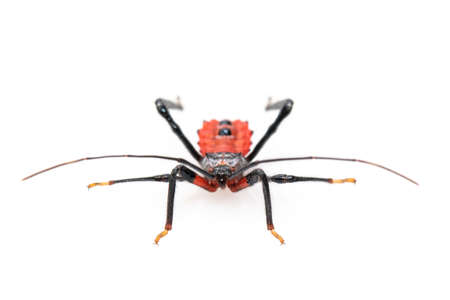 Image of red assassin bug isolated on white background. Animal. Insect.