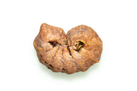 Image of brown caterpillars isolated on white background. Animal. Insect. Worm.の写真素材