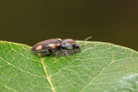 Image of brown beetle on green leaves on natural background. Animal. Insect.の写真素材