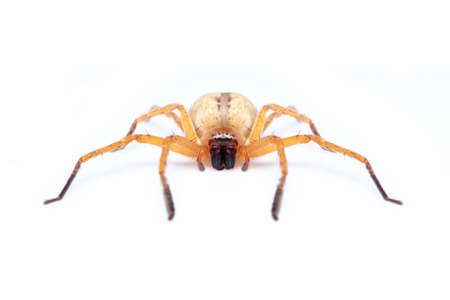 Image of Huntsman spider (Olios sp.) is a family of Sparassidae on white background. Insect. Animal.の写真素材