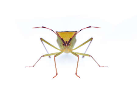 Image of green legume pod bug(Hemiptera) on white background. Insect. Animal