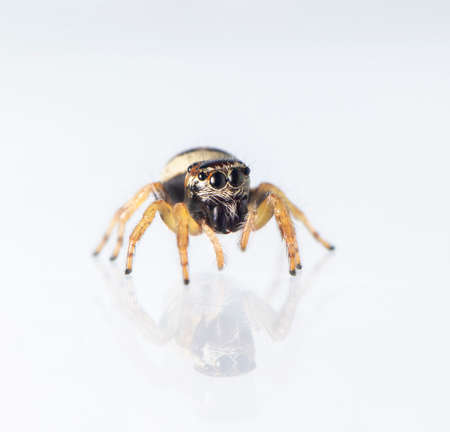 Image of bleeker's jumping spider (Euryattus bleekeri) on white background. Insect. Animal