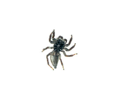 Image of biting jumping spider (Opisthoncus mordax) on white background. Insect. Animalの写真素材