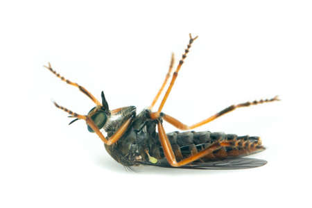 Image of the Asilidae are the robber fly family, also called assassin flies. on white background. Insect. Animalの写真素材