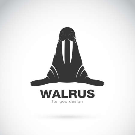 Vector of walrus design on white background. Easy editable layered vector illustration. Wild Animals.のイラスト素材
