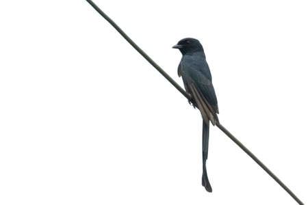 Image of Greater Racquet-tailed Drongo (Dicrurus paradiseus) on wite background. Bird. Animals.の写真素材