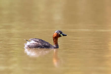 Image of little grebe bird(Tachybaptus ruficollis)  in the swamp on the nature background. Bird. Animals.の写真素材