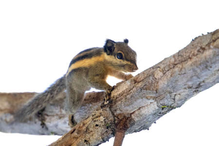 Imags of himalayan striped squirrel or burmese striped squirrel(Tamiops mcclellandii)on a tree. Wild Animals.の写真素材