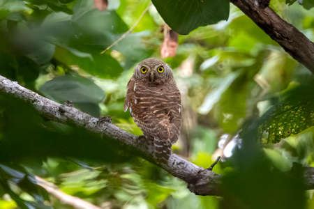 Image of asian barred owlet (Glaucidium cuculoides) on nature background. Owl. Bird. Animals.の写真素材