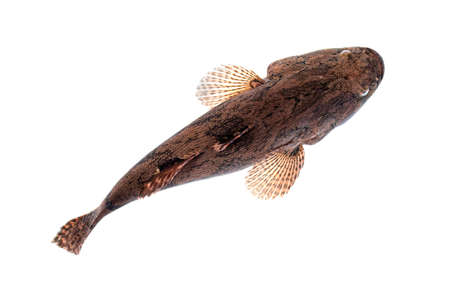 Image of fresh goby fish on a white background. Aquatic animals.