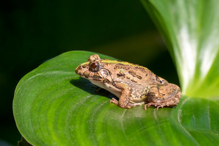 Image of brown frog on green leaves. Pelophylax ridibundus. Animal. Amphibians.