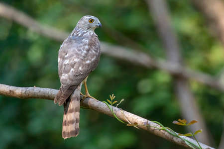 Image of Shikra Bird ( Accipiter badius) on a tree branch on nature background. Animals.の写真素材