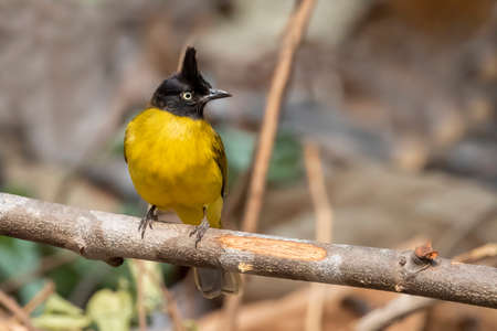 Image of Black crested Bulbul bird on a tree branch on nature background. Animals.の写真素材
