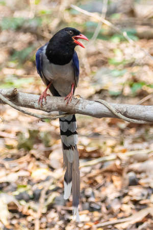 Image of Red billed Blue Magpie Bird on a tree branch on nature background. Animals.の写真素材