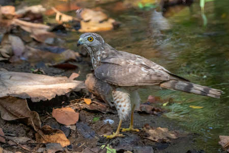 Image of Shikra Bird ( Accipiter badius) on nature background. Animals.の写真素材