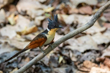 Image of Chestnut winged cuckoo on a tree branch on nature background. Bird. Animals.の写真素材