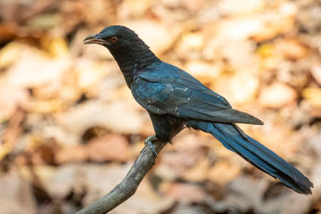 Image of male asian koel bird(Eudynamys scolopaceus) on a tree branch on nature background. Animals.の写真素材