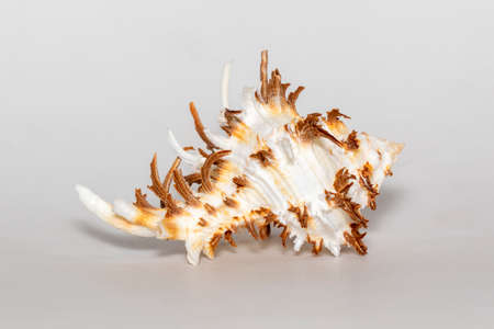 Image of chicoreus ramosus seashell common name the ramose murex or branched murex on a white background. Sea shells. Undersea Animals.の写真素材