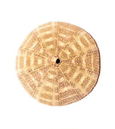 Image of Sea Urchin Shell on a white background. Sea shells. Undersea Animals.の写真素材