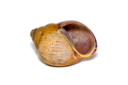 Image of brown spiral sea shell on a white background. Undersea Animals. Sea shells.