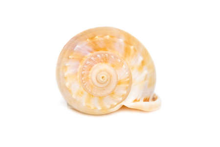 Image of grey bonnet (Phalium glaucum) seashells on a white background. Undersea Animals. Sea...