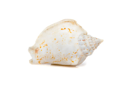 Image of seashells humped conch (Gibberulus gibbosus) on a white background. Undersea Animals. Sea Shells.の写真素材