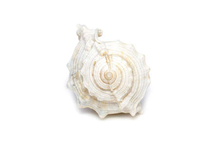 Image of white conch seashells on a white background. Undersea Animals. Sea Shells.