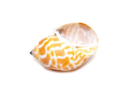 Image of babylonia spirata, common name the Spiral Babylon, is a species of sea snail, a marine...