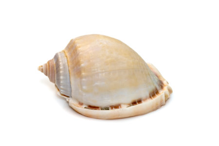 Image of phalium glaucum shell, common name the grey bonnet or glaucus bonnet, is a species of large...