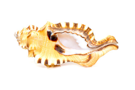 Image of lotoria lotoria sea shells, common name the black-spotted snail or washing bath triton...