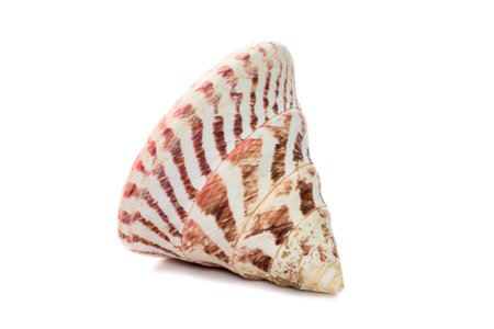 Image of Rochia nilotica, common name the commercial top shell, is a species of sea snail, a marine...
