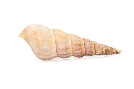 Image of rhinoclavis aspera is a species of sea snail, a marine gastropod mollusk in the family...