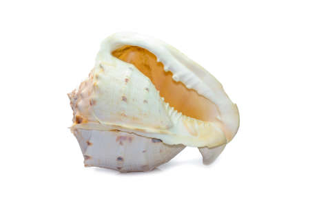 Image of Horned Helmet sea shells. (cassis Cornuta) is a species of extremely large sea snail...