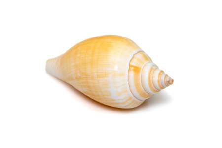 Laevistrombus canarium (commonly known as the dog conch or by its better-known synonym, Strombus...