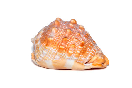 Image of sea shell orange cassis cornuta on a white background. Undersea Animals. Sea shells. Horned...