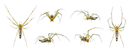 Group of Decorative Big-jawed Spider(Leucauge decorate) isolated on white background. Animals....