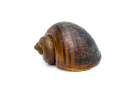 Image of apple snail (Pila ampullacea) isolated on white background. Animal.