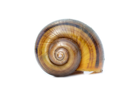 Image of apple snail (Pila ampullacea) isolated on white background. Animal.