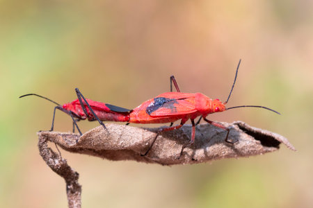 Image of Red cotton bug (Dysdercus cingulatus) on the leaf on a natural background. Insect. Animal....